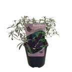 Sommerfuglebusk - Buddleja davidii Black Night - Blomster lilla - 1 plante - Løvfældende - Sommerfugletiltrækker - Potte 17 cm Højde 25 cm