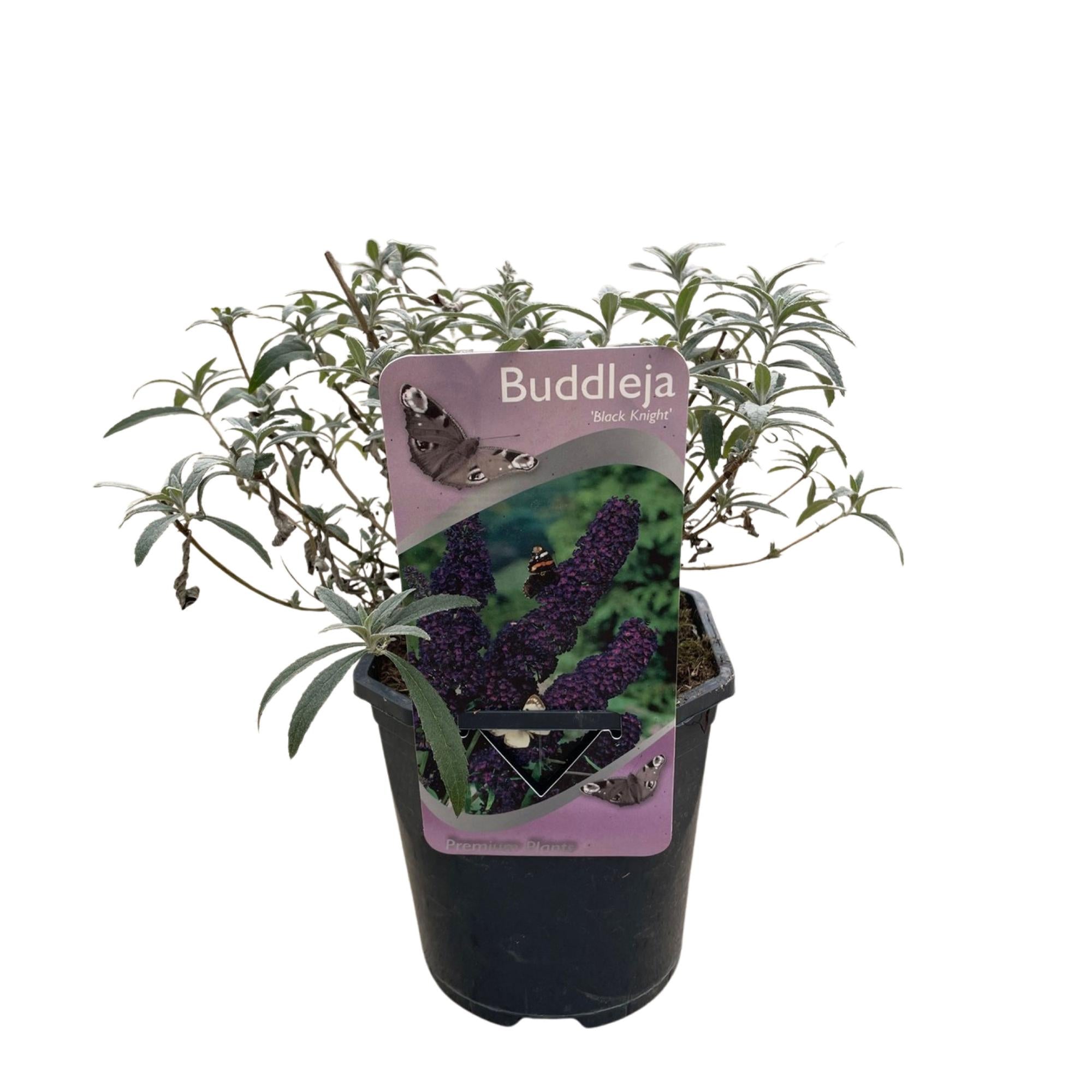 Sommerfuglebusk - Buddleja davidii Black Night - Blomster lilla - 1 plante - Løvfældende - Sommerfugletiltrækker - Potte 17 cm Højde 25 cm