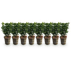 Hækplante – Euonymus japonicus Green Spire – 8 Planter – 1 Løbende Meter – Stedsegrøn – Potte 9 cm – Højde 20-25 cm