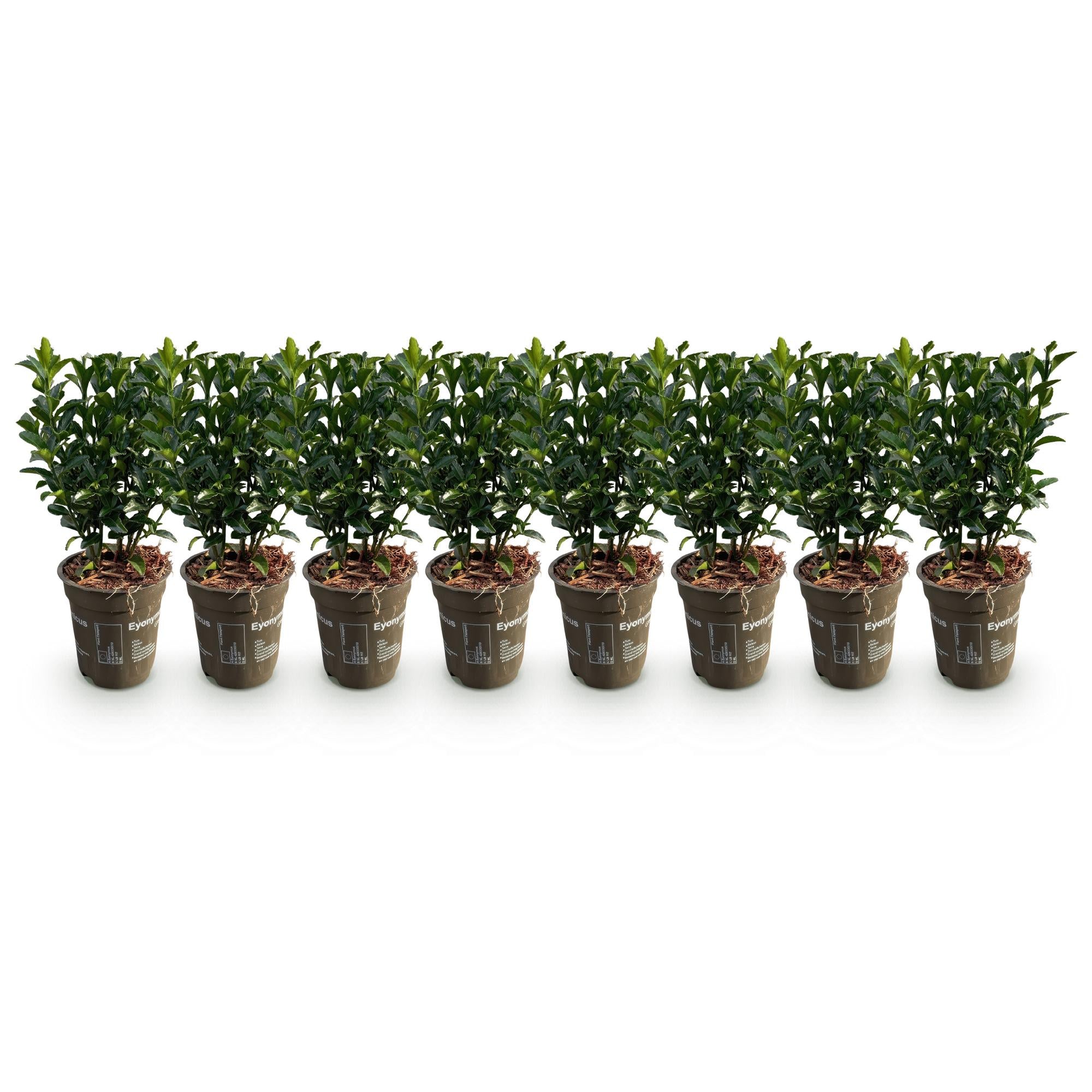Hækplante – Euonymus japonicus Green Spire – 8 Planter – 1 Løbende Meter – Stedsegrøn – Potte 9 cm – Højde 20-25 cm