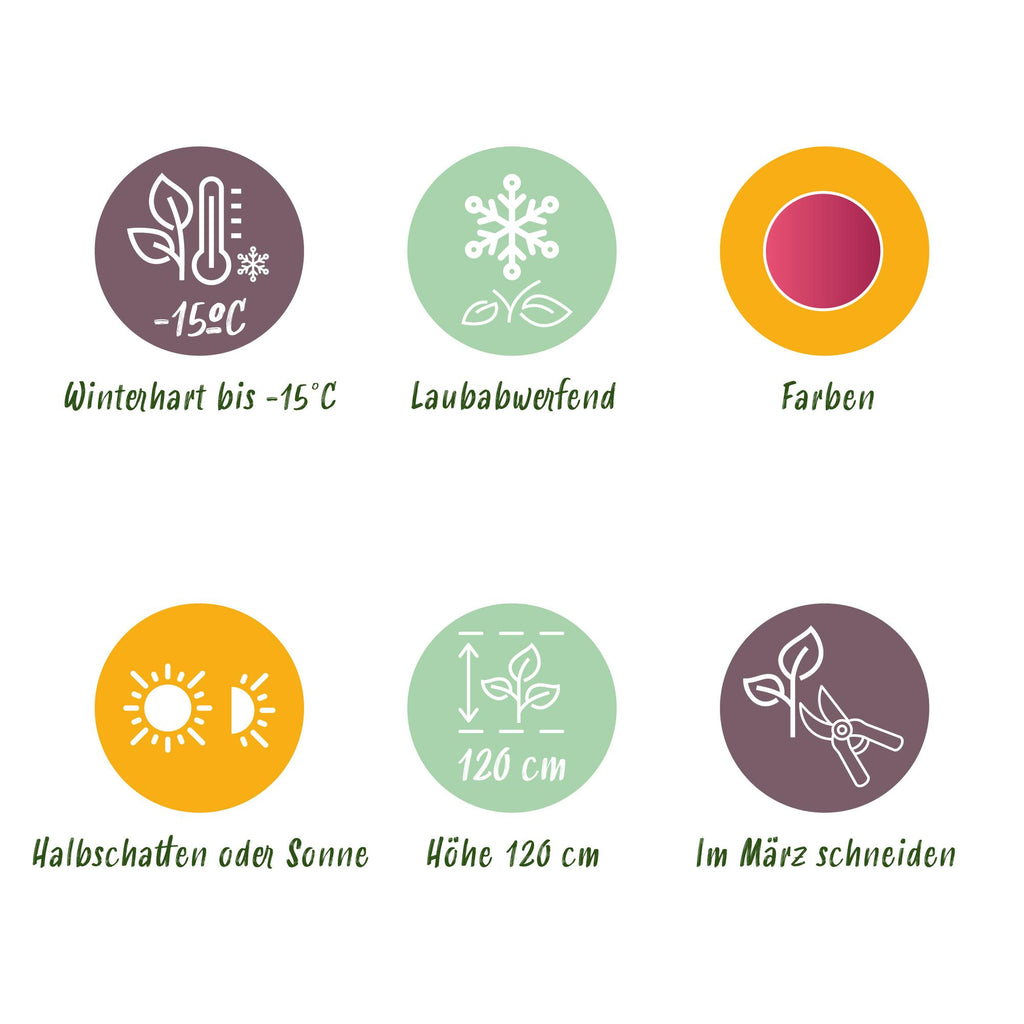 Terrasplante - Japansk Ahorn - Acer palmatum Pink Dwarf - Rosa - 2 Plante - Bladfaldende - Potte 19cm - Højde 70cm