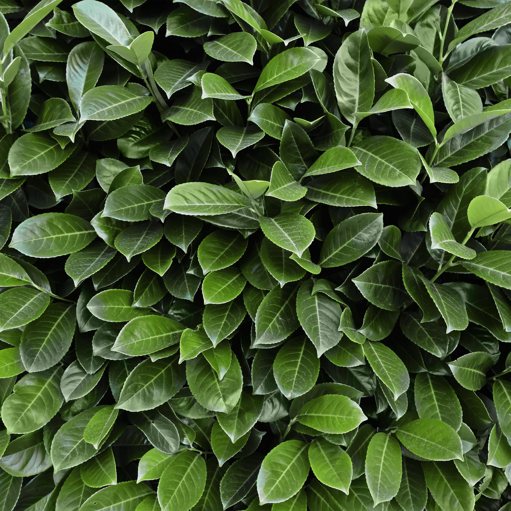 Hækplante – Prunus laurocerasus Novita – 8 Planter – 1 Løbende Meter – Stedsegrøn – Potte 9 cm – Højde 30-35 cm