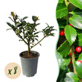 Ilex Blue Maid – 8 stk. stedsegrønne hækplanter – Dækker 1 meter – Højde 25-30 cm – Pot Ø9 cm