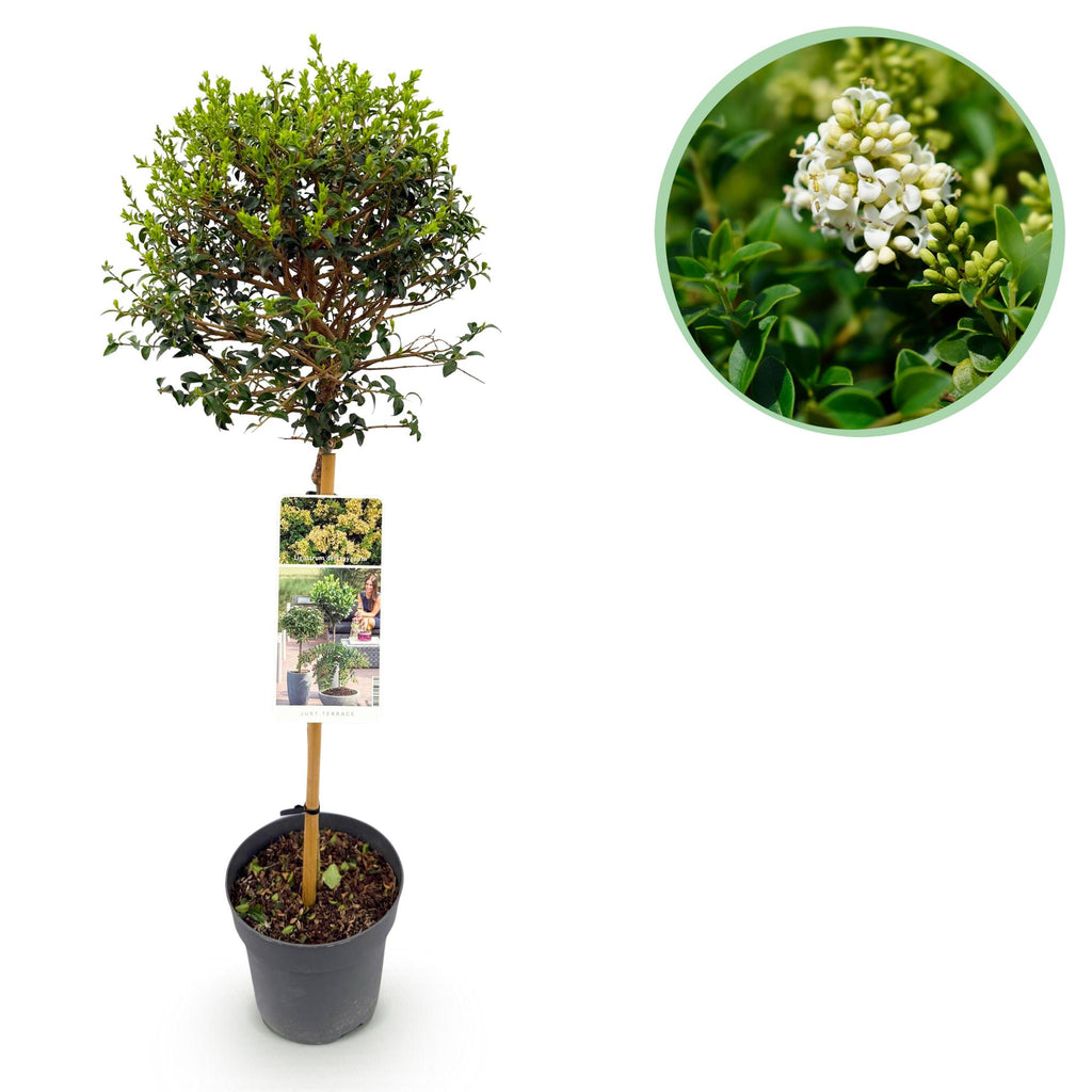 Haveplante – Ligustrum delavayanum – Stammeplante – Terrasseplante – Stedsegrøn – Nem Pleje – Potte Ø19 cm Højde 90 cm