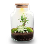 Plante Terrarium Little Milky med LED Lys - 25 cm Høj