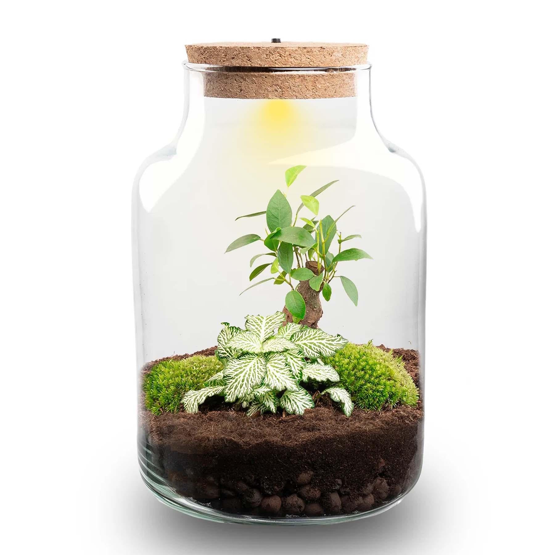 Plante Terrarium Little Milky med LED Lys - 25 cm Høj