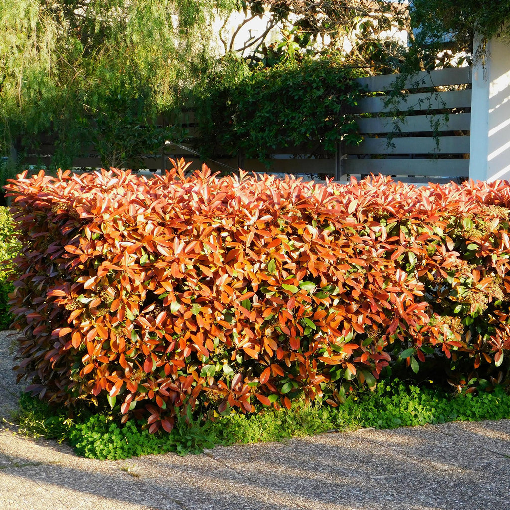 Photinia fraseri 'Red Robin' – 8 st. vintergröna häckväxter med röda och gröna blad – Täcker 1 meter – Höjd 30-35 cm – Kruka Ø9 cm 