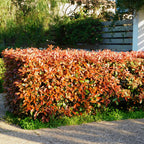 Photinia fraseri 'Red Robin' – 8 st. vintergröna häckväxter med röda och gröna blad – Täcker 1 meter – Höjd 30-35 cm – Kruka Ø9 cm 