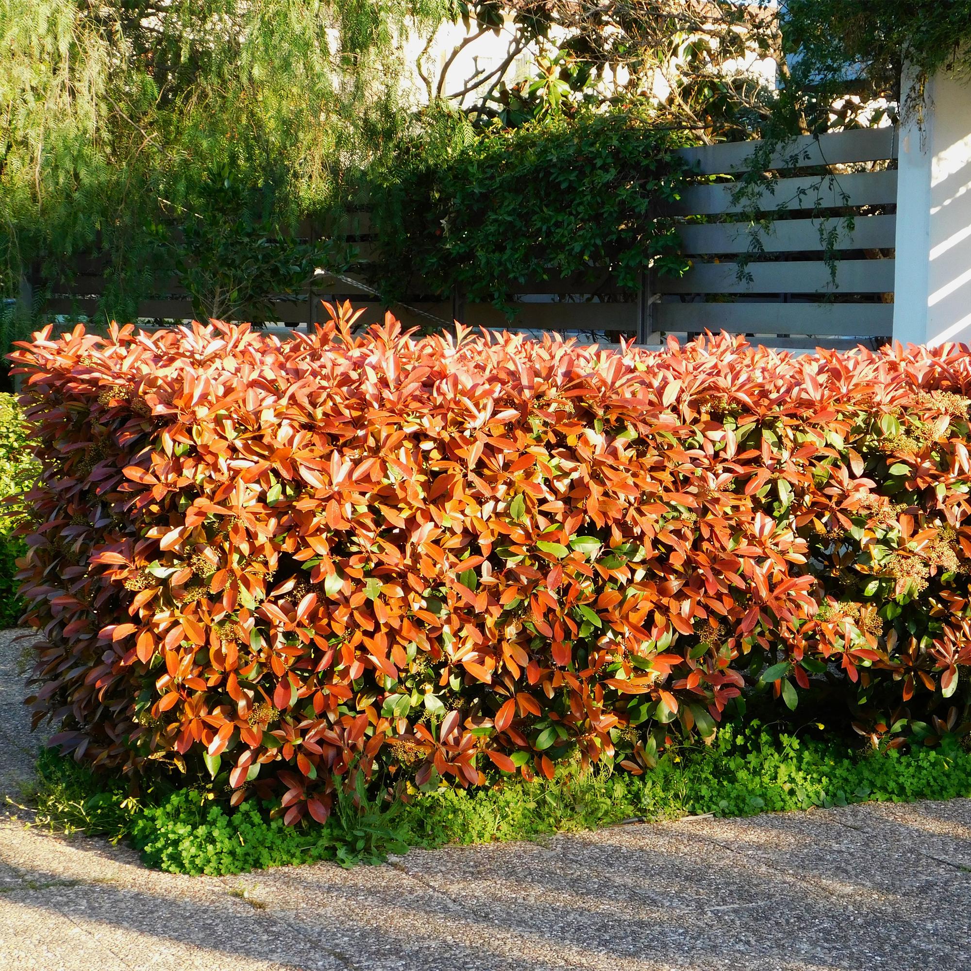 Photinia fraseri 'Red Robin' – 8 stk. stedsegrønne hækplanter med røde og grønne blade – Dækker 1 meter – Højde 30-35 cm – Pot Ø9 cm