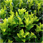 2 x 6 pack Euonymus 'Green Spire' - Ø 7 cm - ↨ 15 cm