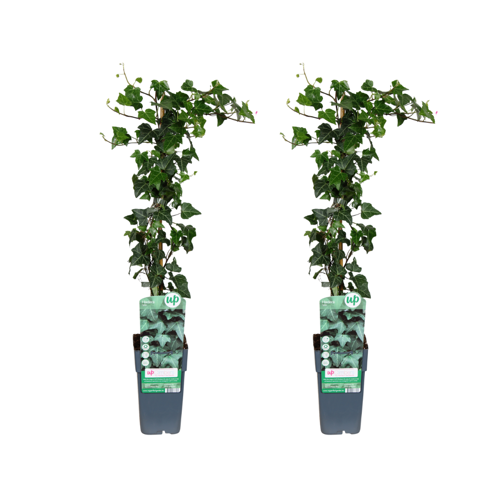 Hedera helix – 2 stk. – Ø15 cm pot – Højde ca. 65 cm