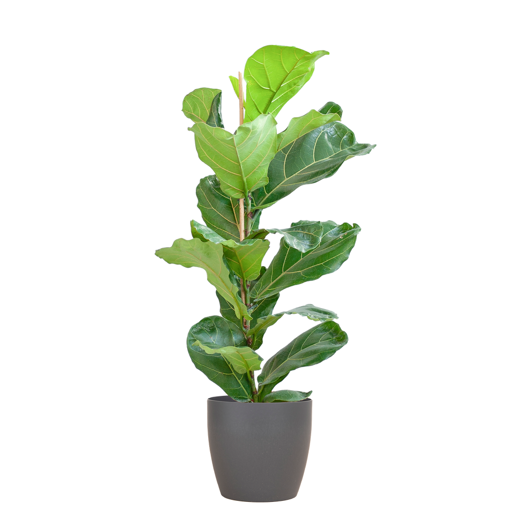 Ficus Lyrata med Viber gryde grå - 80cm - Ø21