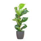 Ficus Lyrata med Viber gryde grå - 80cm - Ø21