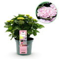 Terrasseplante - Hortensia - Hydrangea Magical Revolution Pink - Pink - 6-10 Blomster - Potte Ø23 cm Højde 55 cm