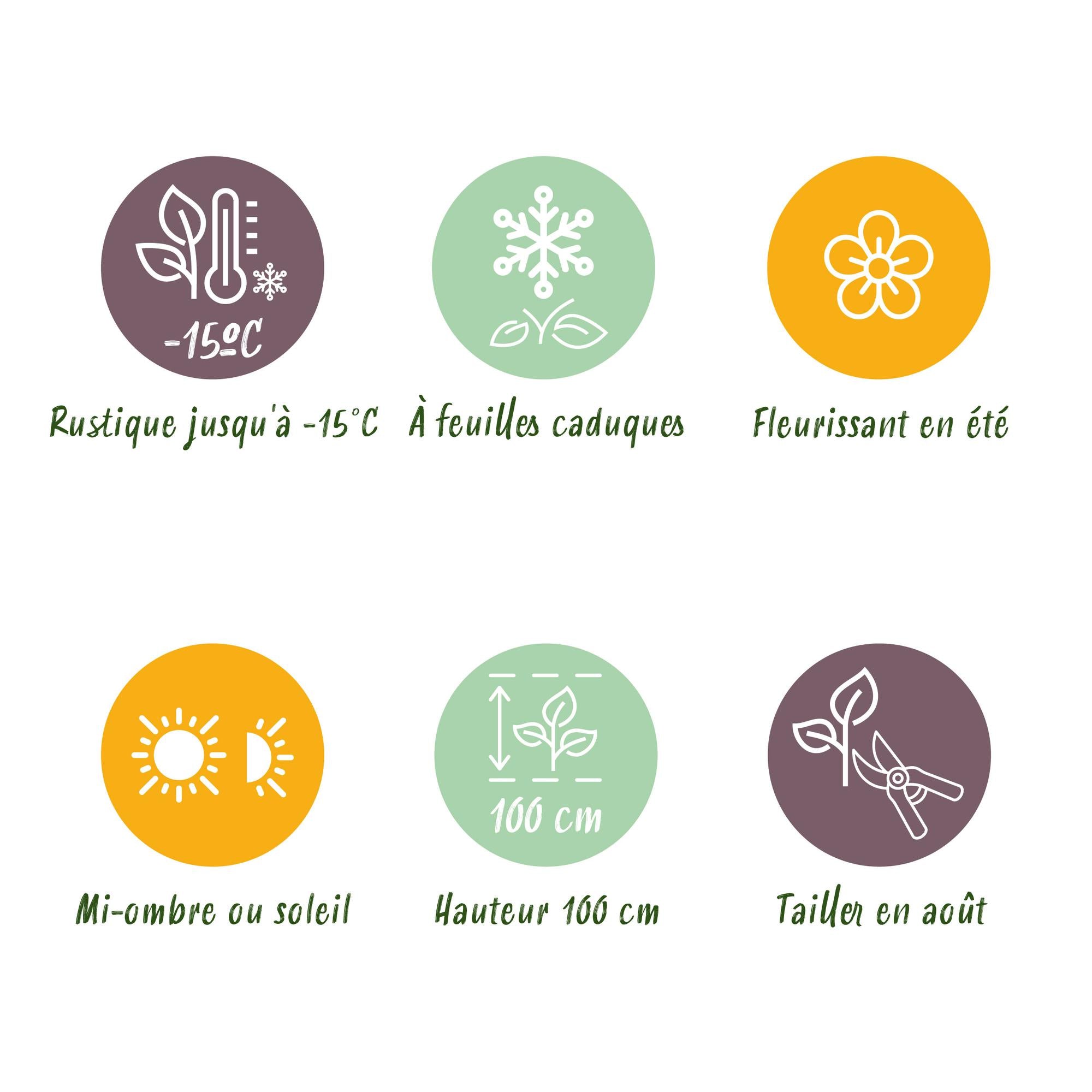 Terrasseplante - Hortensia - Hydrangea Forever & Ever - Hvid - 7-12 Blomster - 2 Planter - Potte 23cm - Højde 55cm