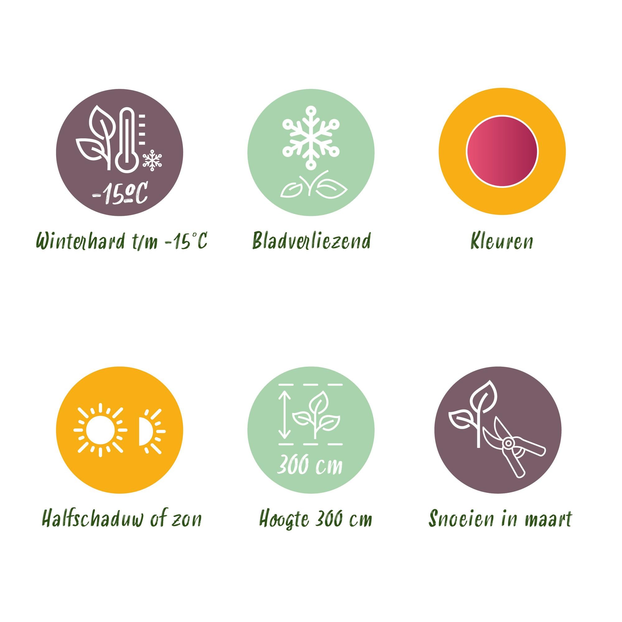 Terrasseplante – Japansk Løn 'Acer palmatum Phoenix' – Pink – 1 Plante – Løvfældende – Pot Ø19 cm – Højde 70 cm