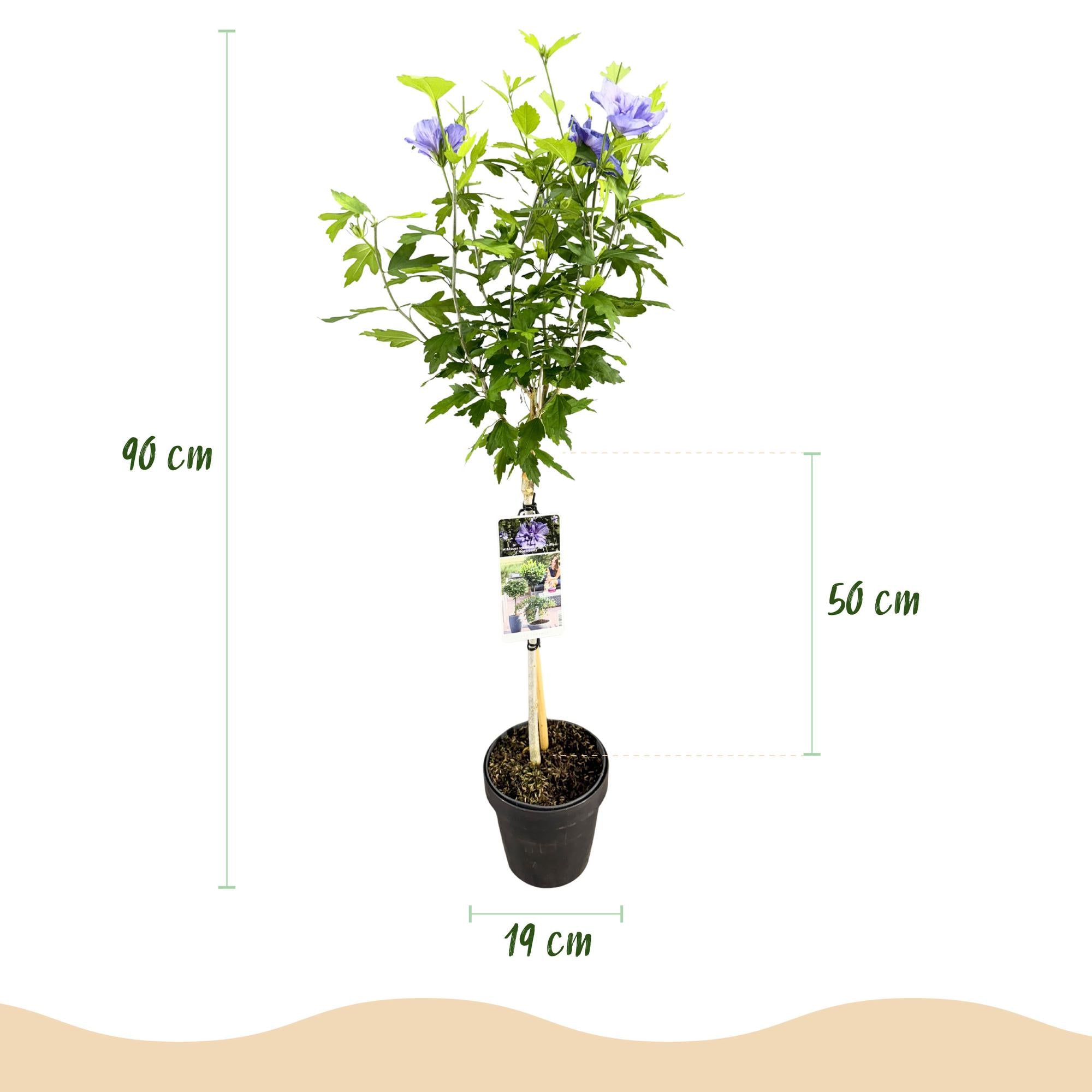 Tuinplante - Hibiscus Syriacus Blue Chiffon® - Plante På Stamme - Terrasseplante - Løvfældende - Let Vedligehold - Potte 19cm - Højde 90cm