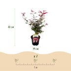 Terrasplante - Japansk Løn - Acer palmatum Shaina - Rød - 2 Planter - Bladfaldende - Potte 19 cm - Højde 70 cm