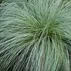 Prydgræsser – Carex comans 'Frosted Curls' – Grøn – 2 Planter – Stedsegrøn – Lavt Vedligehold – Potte Ø17 cm Højde 50 cm