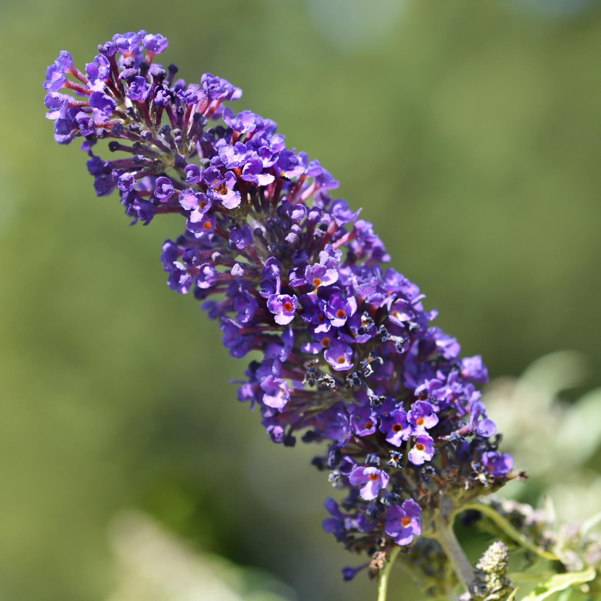 Sommerfuglebusk - Buddleja davidii Black Night - Blomster lilla - 1 plante - Løvfældende - Sommerfugletiltrækker - Potte 17 cm Højde 25 cm