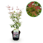 Terrasseplante – Japansk Løn 'Acer palmatum Phoenix' – Pink – 1 Plante – Løvfældende – Pot Ø19 cm – Højde 70 cm