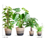 Nem pleje Plantekasse - medium - med Basket Lisbon sort