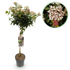 Tuinplante - Viburnum Tinus - Plante På Stamme - Terrasseplante - Vintergrøn - Let Vedligehold - Potte 19cm - Højde 90cm