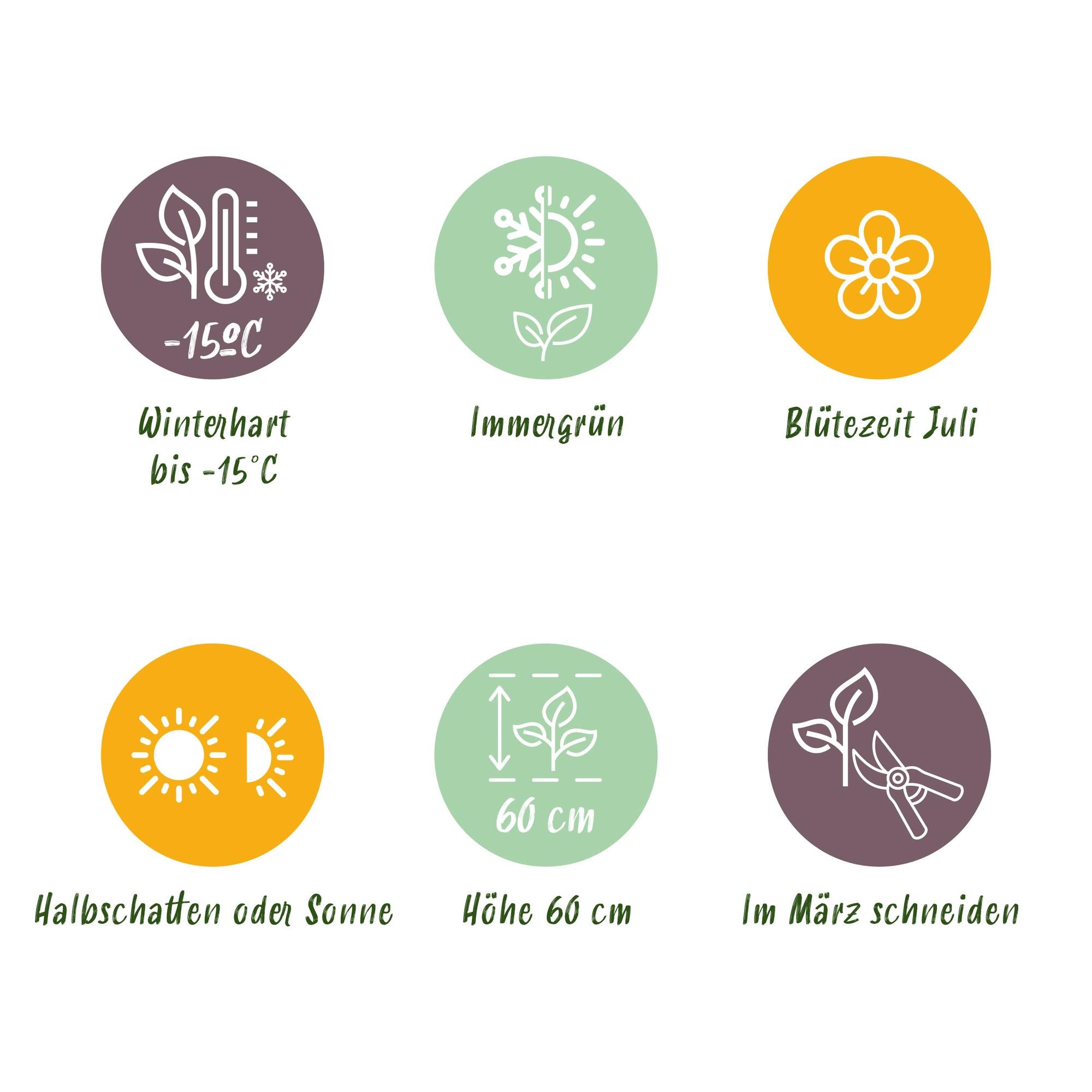 Siergræs - Carex comans Frosted Curls - Grøn - 4 Planter - Bladholdende - Let Vedligeholdelse - Potte 17cm Højde 50cm