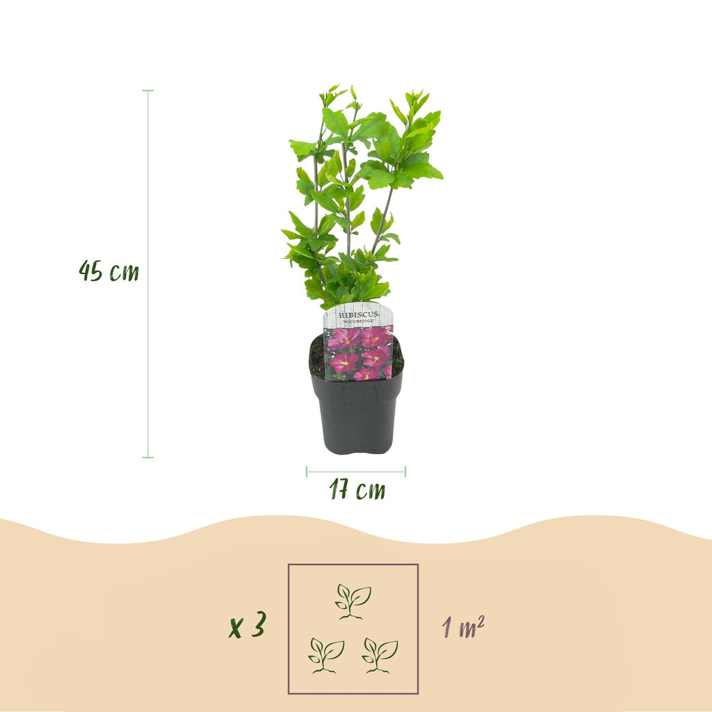 Hibiscus syriacus 'Tricolour' – 3 stk. løvfældende buske med blomster i pink, hvid og blå – Lav vedligeholdelse – Pot Ø17 cm – Højde 45 cm