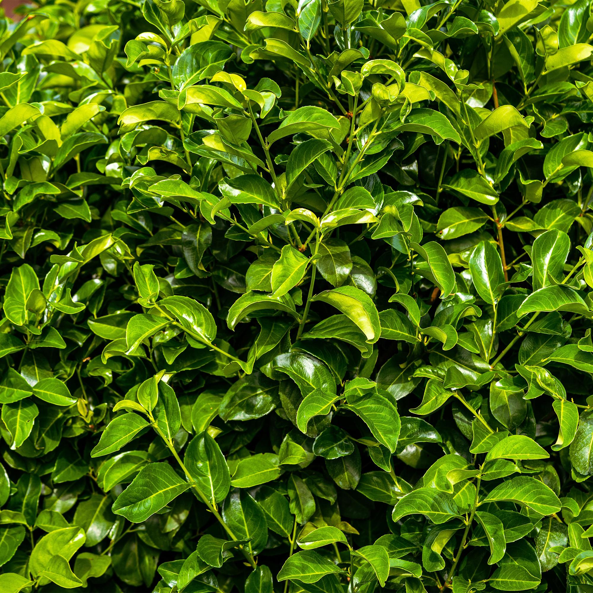 Prunus laurocerasus 'Rotundifolia' – 6 stk. stedsegrønne hækplanter – Dækker 1 meter – Højde 50 cm – Pot Ø17 cm