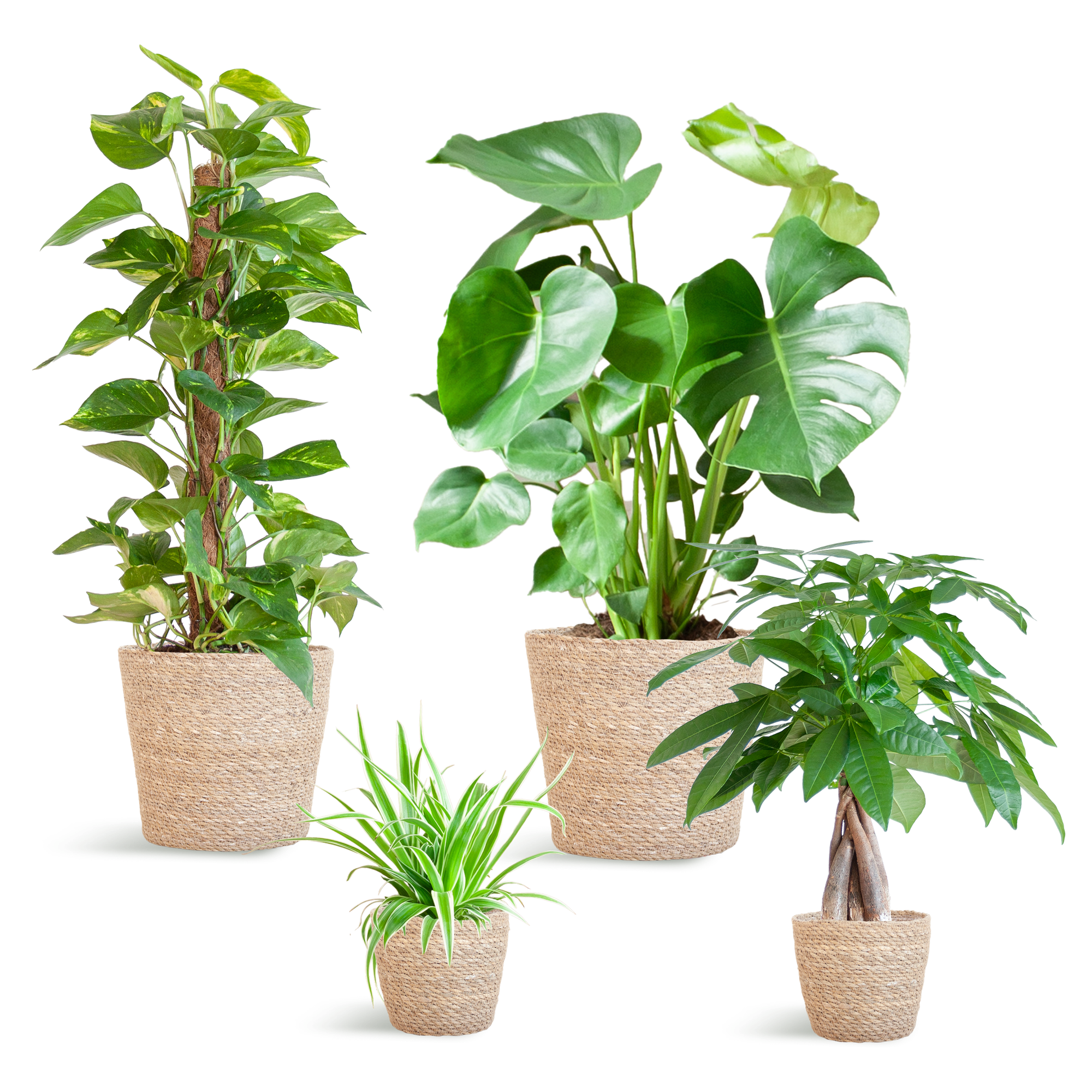 Plejevenlig Plantekasse - medium - med kurv Sofia