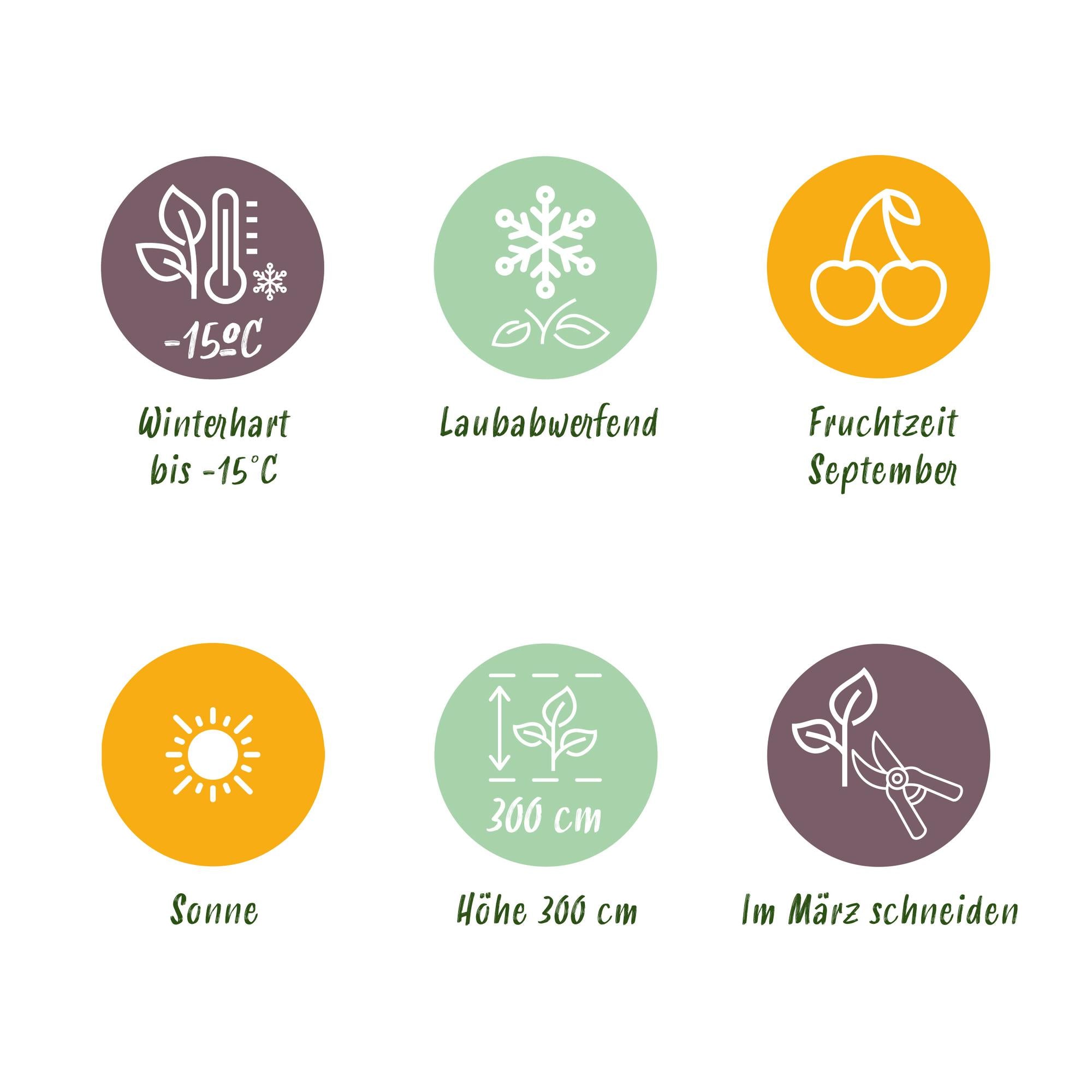 Frugtplante - Appeltræ - Malus domestica Elstar - Rød-grøn Appel