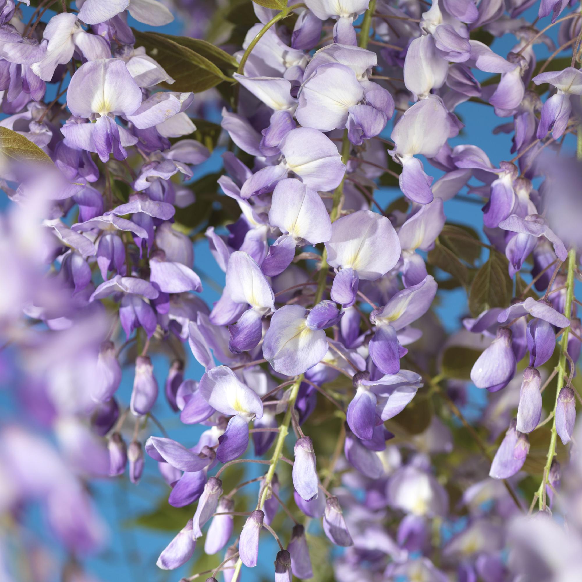 Blue Rain - Wisteria floribunda Prolific - Flower Blue - 1 plante - Potte 11cm Højde 40cm