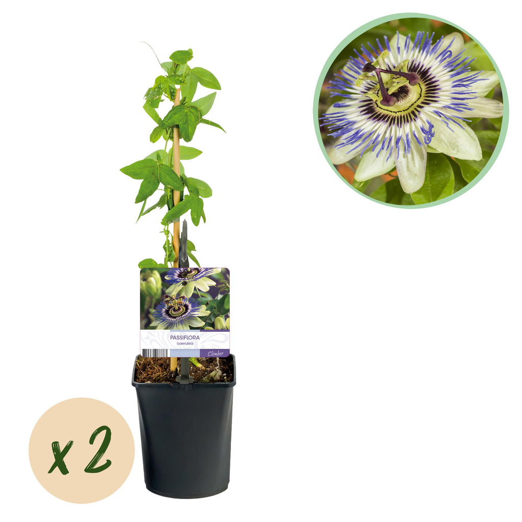 Passionsblomst - Passiflora caerulea - Blomst Blå med Grøn Hvid - Lav vedligeholdelse - 2 planter - Potte 11 cm Højde 40 cm