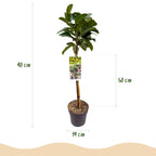 Havedyrkningsplante – Prunus laurocerasus Etna® – Plante på stamme – Terrasseplante – Stedsegrøn – Lavt Vedligehold – Potte Ø19 cm Højde 90 cm