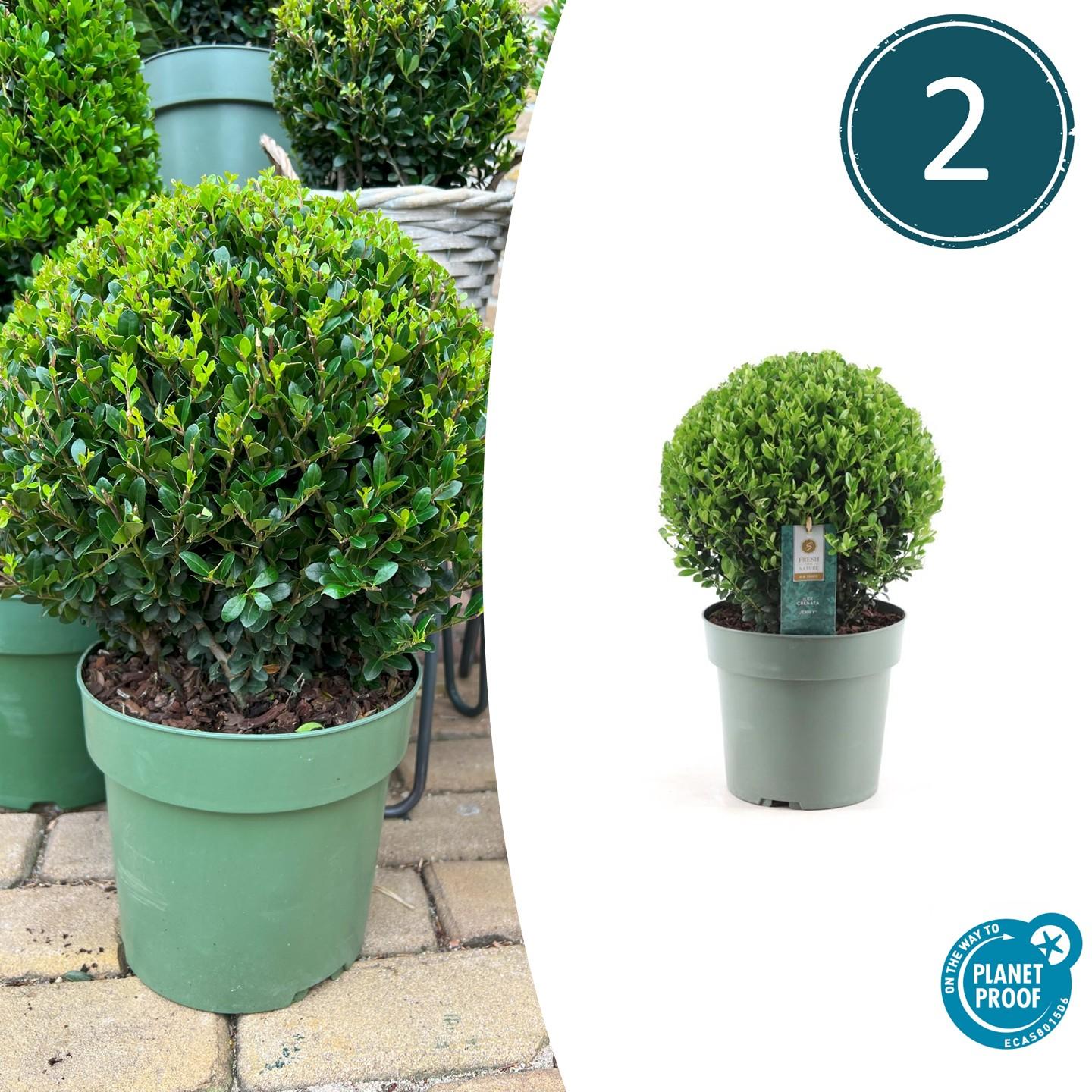 2x Ilex crenata 'Jenny' kugle XL | sæt med 2 stykker | 25 cm Ø