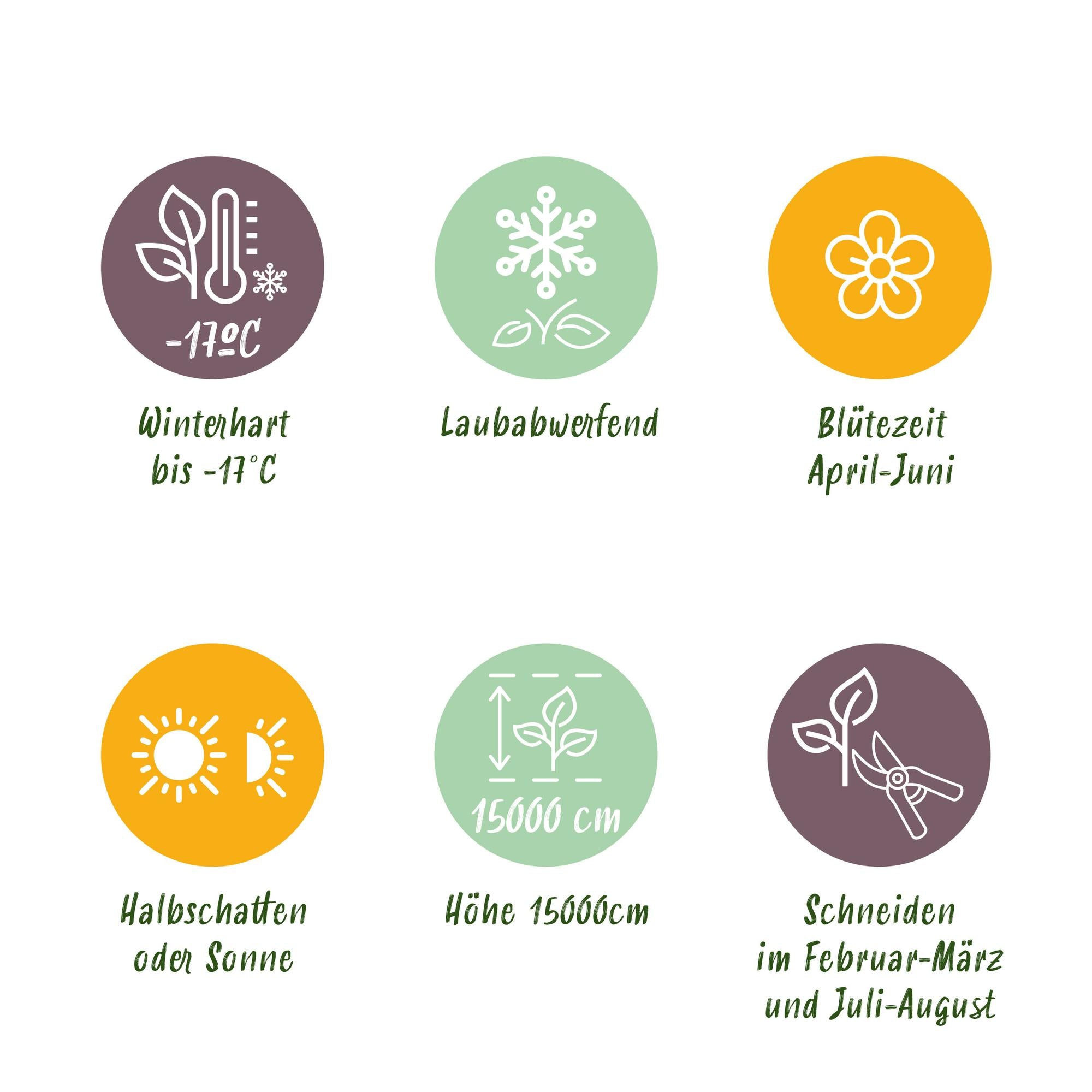 Blue Rain - Wisteria floribunda Alba - Blomst Hvid - 1 plante - Potte 11cm Højde 40cm