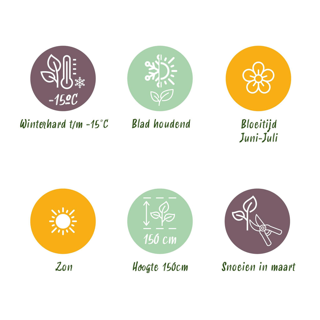 Haveplante – Ligustrum delavayanum – Stammeplante – Terrasseplante – Stedsegrøn – Nem Pleje – Potte Ø19 cm Højde 90 cm