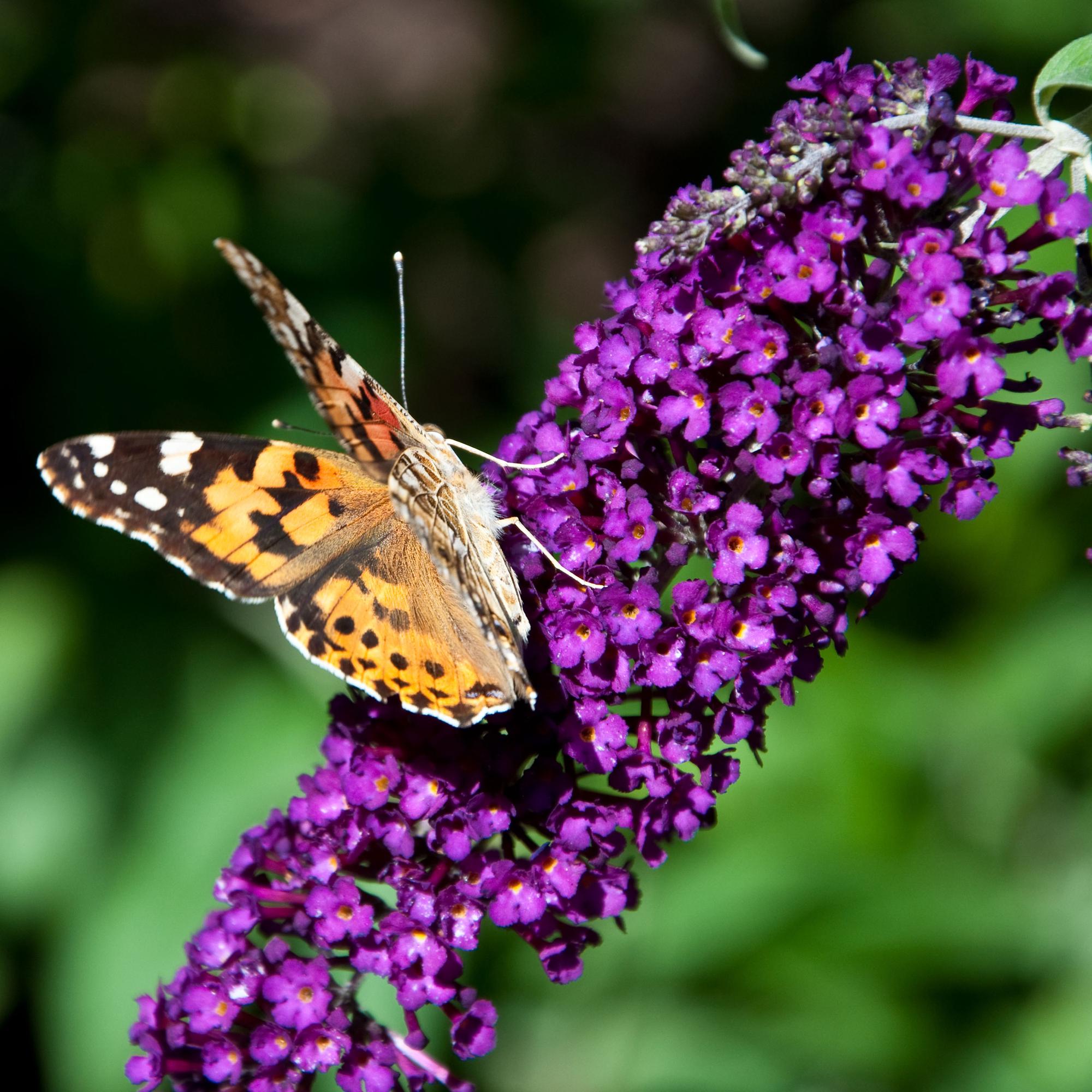 Sommerfuglebusk - Buddleja davidii Black Night - Blomster lilla - 1 plante - Løvfældende - Sommerfugletiltrækker - Potte 17 cm Højde 25 cm