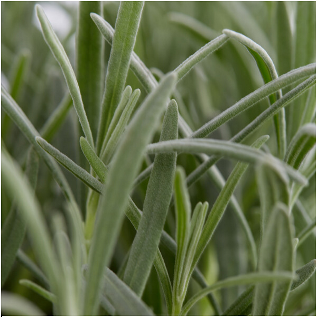 1x 6 pack Lavendel angustifolia - 6 x Ø7 cm - ↕15 cm