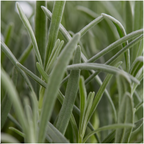 1x 6 pack Lavendel angustifolia - 6 x Ø7 cm - ↕15 cm