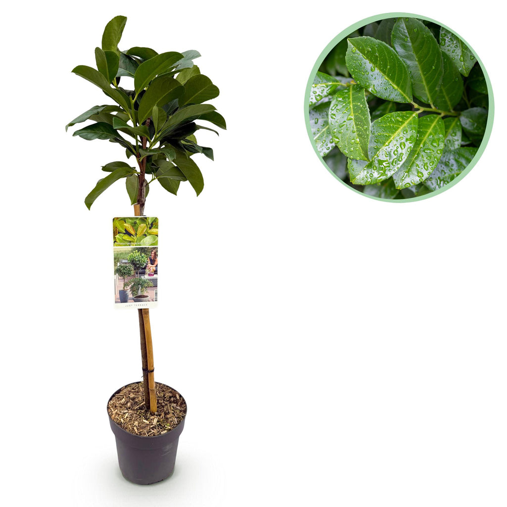 Havedyrkningsplante – Prunus laurocerasus Etna® – Plante på stamme – Terrasseplante – Stedsegrøn – Lavt Vedligehold – Potte Ø19 cm Højde 90 cm