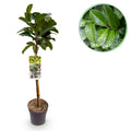 Havedyrkningsplante – Prunus laurocerasus Etna® – Plante på stamme – Terrasseplante – Stedsegrøn – Lavt Vedligehold – Potte Ø19 cm Højde 90 cm