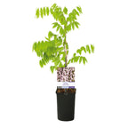 Grøn boutiQ - Wisteria - Wisteria floribunda Rosea - Blomsterrosa - 1 plante - Potte 11cm Højde 40cm