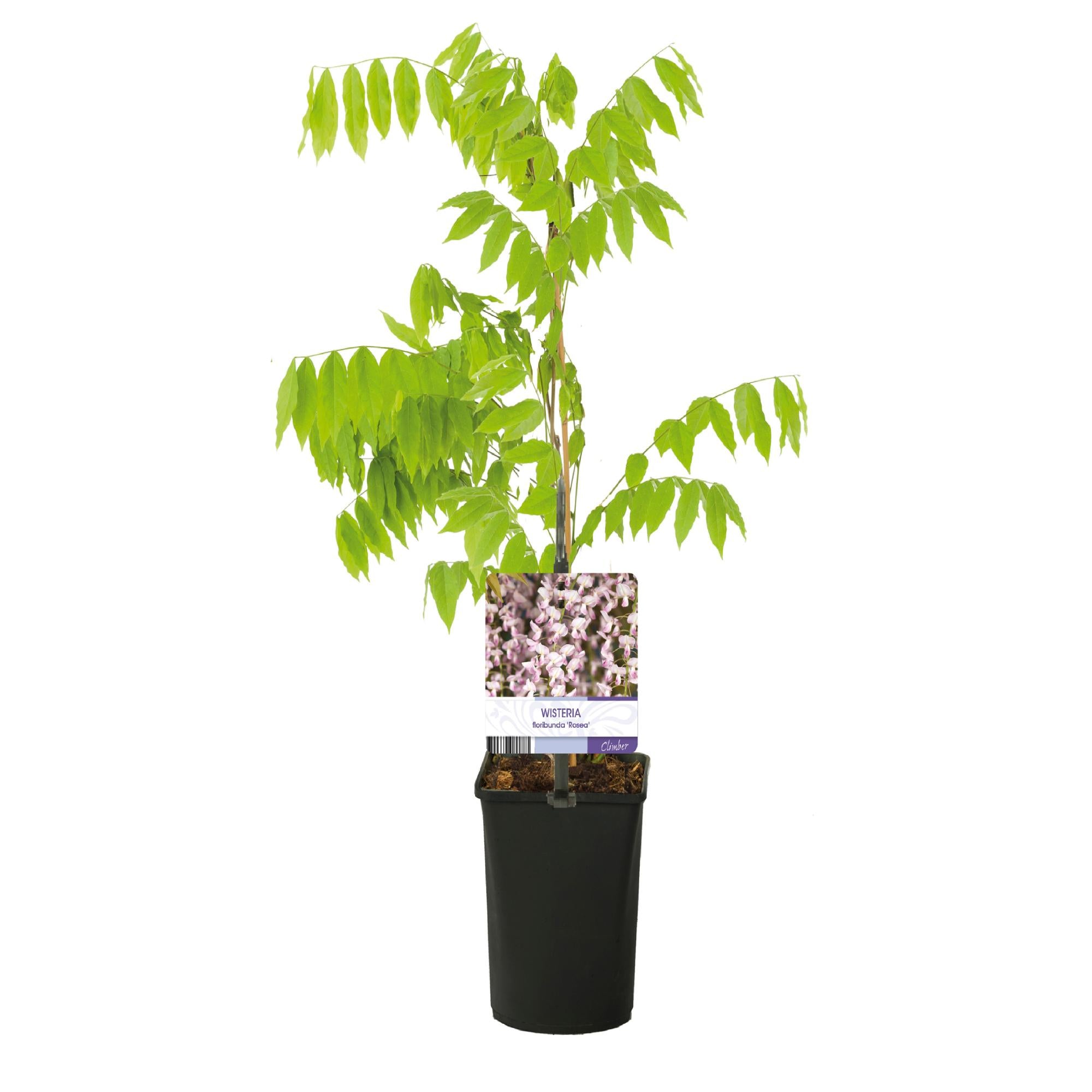 Grøn boutiQ - Wisteria - Wisteria floribunda Rosea - Blomsterrosa - 1 plante - Potte 11cm Højde 40cm