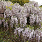 Grøn boutiQ - Wisteria - Wisteria floribunda Rosea - Blomsterrosa - 1 plante - Potte 11cm Højde 40cm