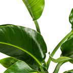 Strelitzia Nicolai Ø21cm - ↕90 - 110cm