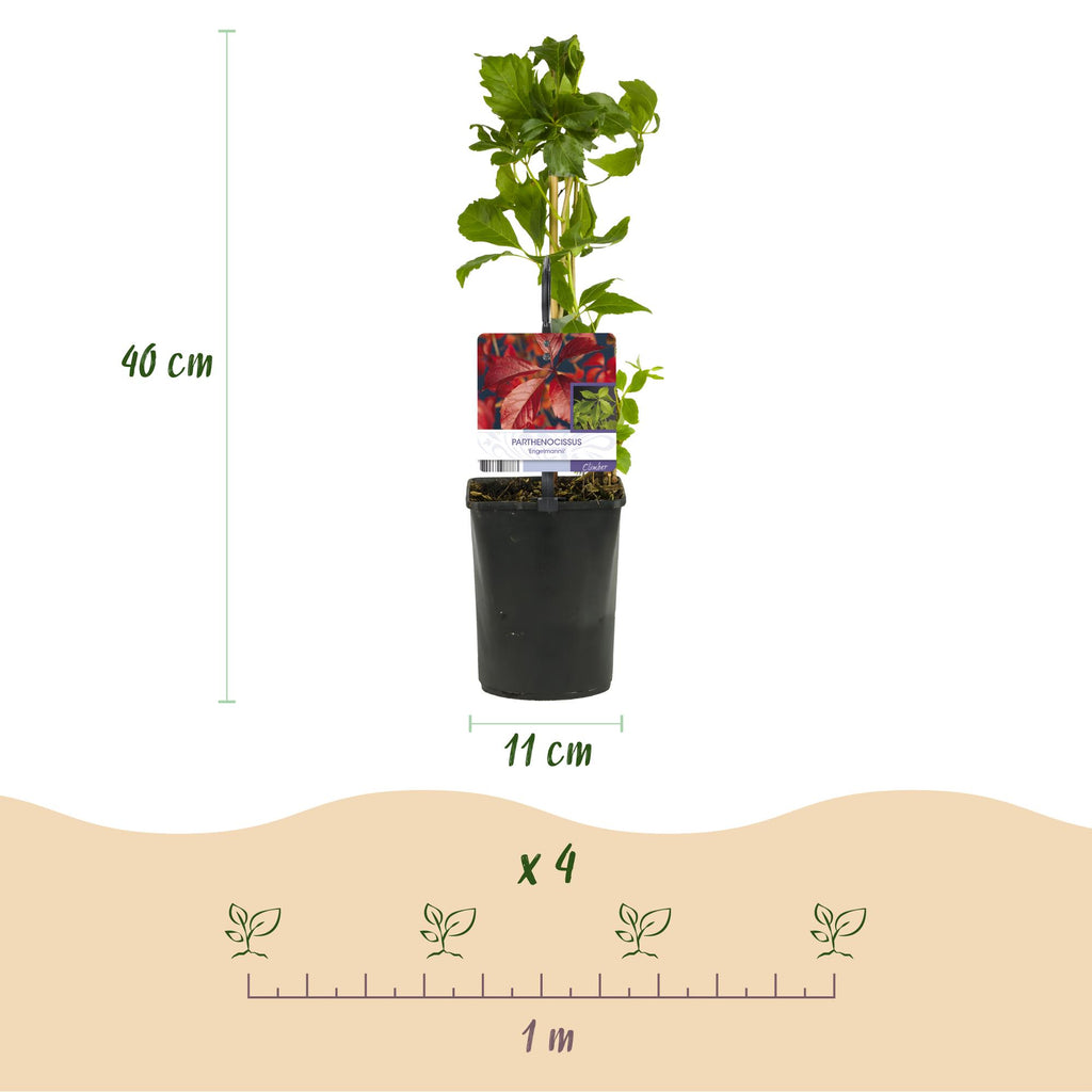 Vildvin - Parthenocissus Engelmannii - Bladgrøn senere Rød - Lav vedligeholdelse - 2 planter - Potte 11cm Højde 40cm