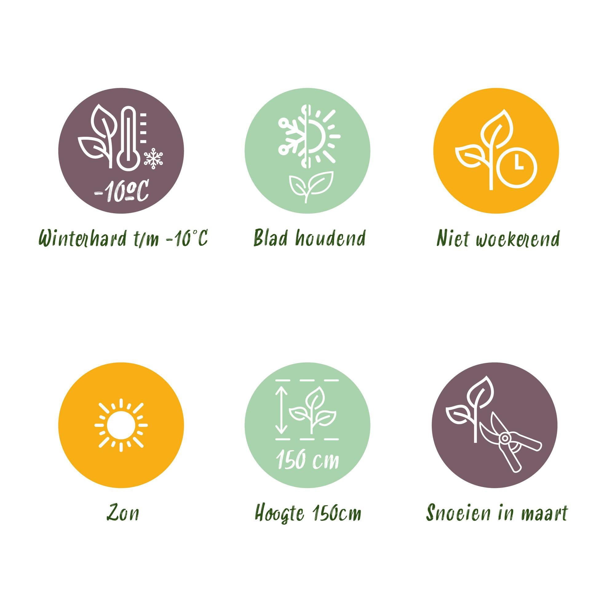 Havenplante - Olea Europaea - Plante på stamme - Terrasseplante - Bladholdende - Let vedligeholdelse - Potte 19cm Højde 90cm