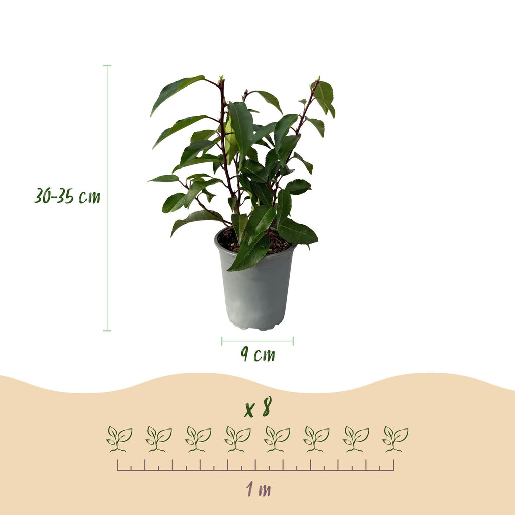 Hækplanter - Prunus lusitanica Angustifolia - Grønne Blade - 8 Planter - 1 Meter Lang Hæk - Stedsegrøn - Potte 9cm Højde 30-35cm